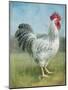 Noble Rooster IV v.2 Vintage No Border-Danhui Nai-Mounted Art Print