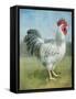 Noble Rooster IV v.2 Vintage No Border-Danhui Nai-Framed Stretched Canvas