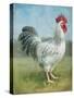 Noble Rooster IV v.2 Vintage No Border-Danhui Nai-Stretched Canvas