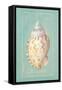 Noble Shell-Hardenbrook Studio-Framed Stretched Canvas