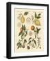 Noble Tropical Fruits-null-Framed Giclee Print