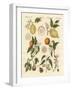 Noble Tropical Fruits-null-Framed Giclee Print