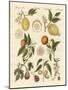 Noble Tropical Fruits-null-Mounted Giclee Print