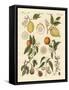 Noble Tropical Fruits-null-Framed Stretched Canvas