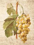 Grapevine 2-Nobleworks Inc.-Art Print