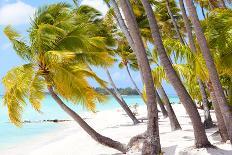 Palms at A Tropical Beach-noblige-Photographic Print