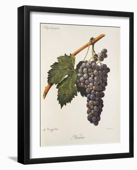 Nocera Grape-A. Kreyder-Framed Giclee Print