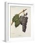 Nocera Grape-A. Kreyder-Framed Giclee Print