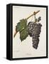 Nocera Grape-A. Kreyder-Framed Stretched Canvas