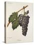 Nocera Grape-A. Kreyder-Stretched Canvas