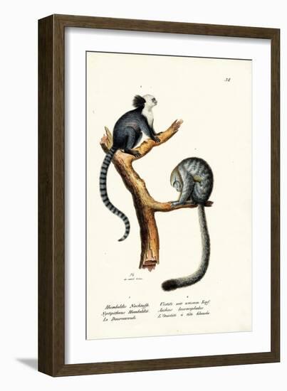 Nocturnal Monkey, 1824-Karl Joseph Brodtmann-Framed Giclee Print