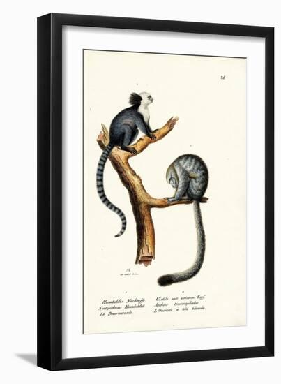 Nocturnal Monkey, 1824-Karl Joseph Brodtmann-Framed Giclee Print