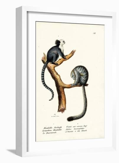 Nocturnal Monkey, 1824-Karl Joseph Brodtmann-Framed Giclee Print