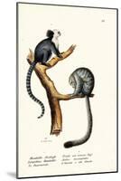 Nocturnal Monkey, 1824-Karl Joseph Brodtmann-Mounted Giclee Print