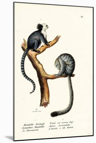 Nocturnal Monkey, 1824-Karl Joseph Brodtmann-Mounted Giclee Print
