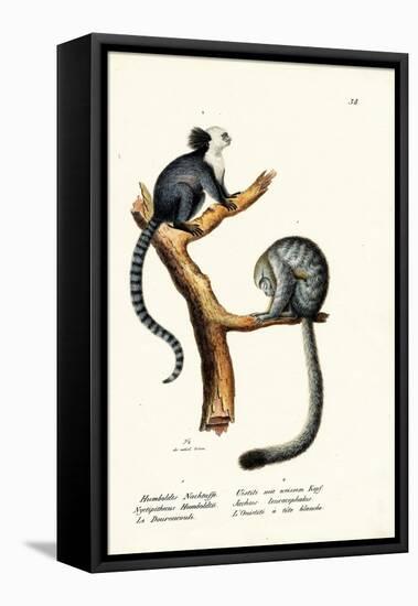 Nocturnal Monkey, 1824-Karl Joseph Brodtmann-Framed Stretched Canvas