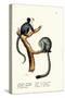 Nocturnal Monkey, 1824-Karl Joseph Brodtmann-Stretched Canvas