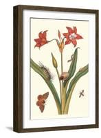 Nocturnal Moth Caterpillar on a Barbados Lilly and a Coreidae Bug-Maria Sibylla Merian-Framed Art Print