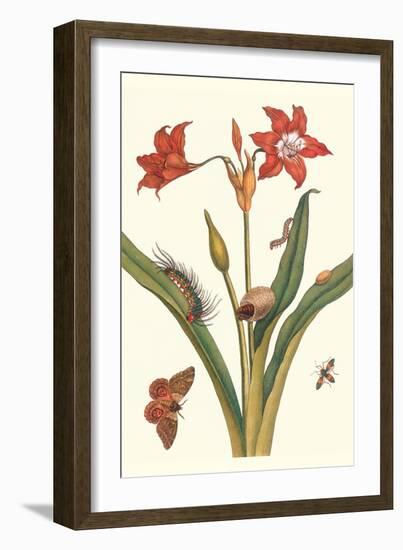 Nocturnal Moth Caterpillar on a Barbados Lilly and a Coreidae Bug-Maria Sibylla Merian-Framed Art Print