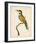 Nodder Tropical Bird I-Frederick P. Nodder-Framed Art Print