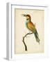 Nodder Tropical Bird I-Frederick P. Nodder-Framed Art Print