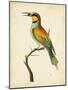 Nodder Tropical Bird I-Frederick P. Nodder-Mounted Art Print