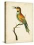 Nodder Tropical Bird I-Frederick P. Nodder-Stretched Canvas