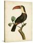 Nodder Tropical Bird III-Frederick P. Nodder-Stretched Canvas