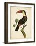 Nodder Tropical Bird III-Frederick P. Nodder-Framed Art Print