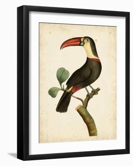 Nodder Tropical Bird III-Frederick P. Nodder-Framed Art Print