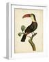 Nodder Tropical Bird III-Frederick P. Nodder-Framed Art Print