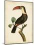 Nodder Tropical Bird III-Frederick P. Nodder-Mounted Art Print