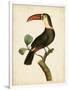 Nodder Tropical Bird III-Frederick P. Nodder-Framed Art Print