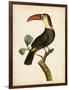 Nodder Tropical Bird III-Frederick P. Nodder-Framed Art Print