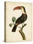 Nodder Tropical Bird III-Frederick P. Nodder-Stretched Canvas