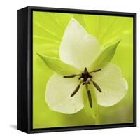 Nodding Trillium in Great Smoky Mountains National Park, Tennessee-Melissa Southern-Framed Stretched Canvas