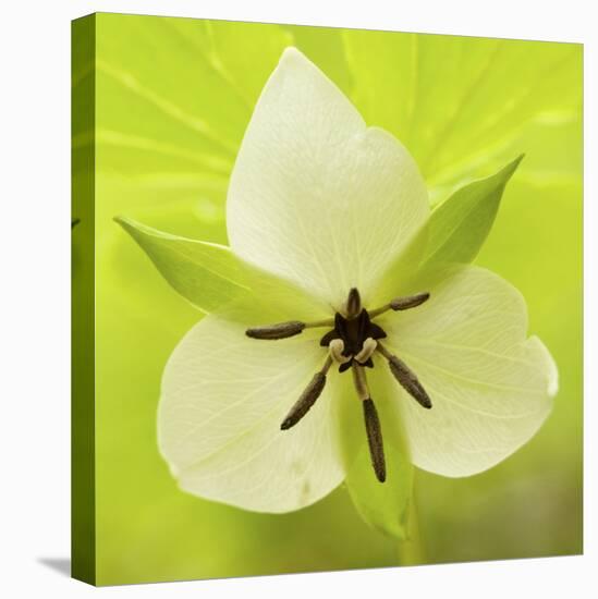 Nodding Trillium in Great Smoky Mountains National Park, Tennessee-Melissa Southern-Stretched Canvas