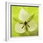 Nodding Trillium in Great Smoky Mountains National Park, Tennessee-Melissa Southern-Framed Premium Photographic Print