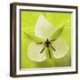 Nodding Trillium in Great Smoky Mountains National Park, Tennessee-Melissa Southern-Framed Photographic Print