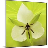 Nodding Trillium in Great Smoky Mountains National Park, Tennessee-Melissa Southern-Mounted Photographic Print