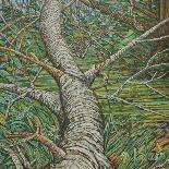 Bow Tree Autumn-Noel Paine-Giclee Print