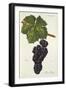 Noir Glady Grape-J. Troncy-Framed Giclee Print