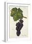 Noir Glady Grape-J. Troncy-Framed Giclee Print