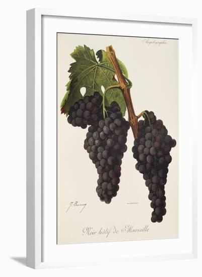 Noir Hatif De Marseille Grape-J. Troncy-Framed Giclee Print