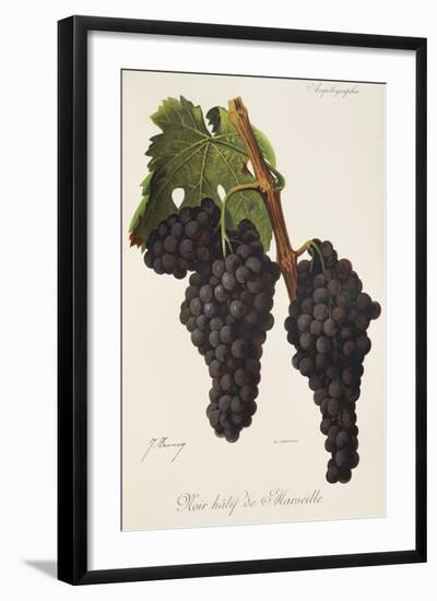 Noir Hatif De Marseille Grape-J. Troncy-Framed Giclee Print