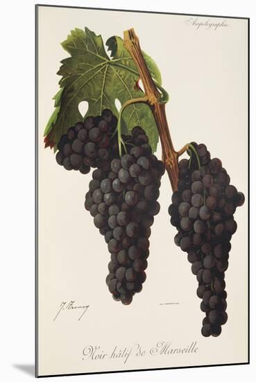 Noir Hatif De Marseille Grape-J. Troncy-Mounted Giclee Print