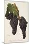 Noir Hatif De Marseille Grape-J. Troncy-Mounted Giclee Print