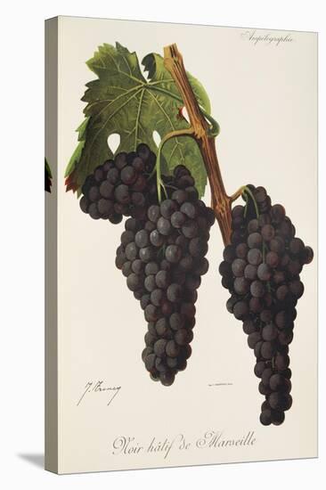 Noir Hatif De Marseille Grape-J. Troncy-Stretched Canvas