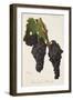 Noir Hatif De Marseille Grape-J. Troncy-Framed Giclee Print