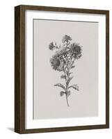 Noir Sketch - Aster-Gerard van Spaendonck-Framed Art Print